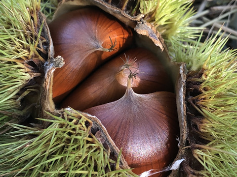 【ほんまもん❣️】本場能勢 栗王“銀寄（ぎんよせ）”2Lサイズ🌰1kg、出荷まで氷温貯蔵。