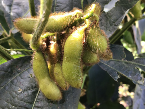 自然農で作った令和7年産　黒千石大豆　500g