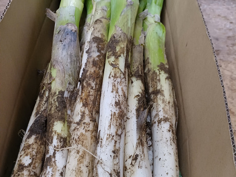 【福袋】【4本増量❗️❗️】✅鍋・すきやき用【極太2L／超極太3L混合】✅20本❗❗✅至福の極甘ネギ✨信州産✨【特別栽培】✨【無消毒栽培】