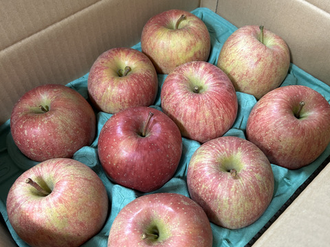 【先行予約・11月中旬収穫】葉とらずふじ 当園の１番人気りんご！ 家庭用 2.5kg (6〜12玉)