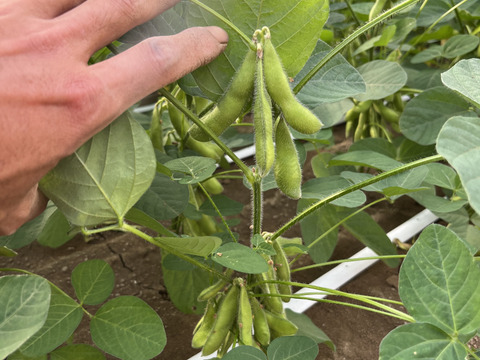 【朝どれ】1度お試しください！味が濃厚！千葉県船橋産こだわり枝豆！1㎏