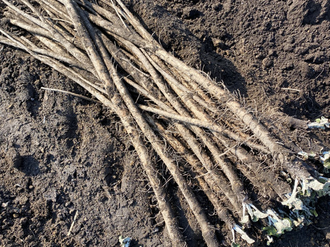 青森のおいし〜い『ごぼう』