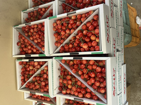 2026年予約販売　山形県産さくらんぼ　佐藤錦　1kg バラ詰め