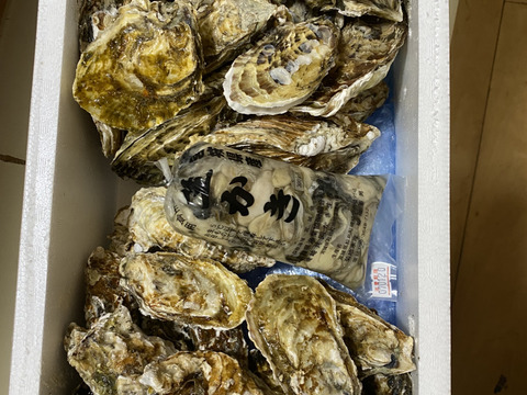【水産庁補助事業 送料無料】剥き身セット🚚2.3kg 予約販売 【1/7～発送スタート】生牡蠣🦪生食用むき身300g+殻付き牡蠣普通サイズ ２kg（目安12-32個）松島牡蠣屋 C