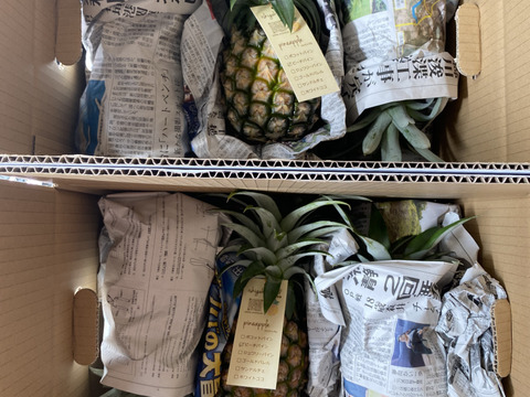 【石垣島直送】桃のように香るピーチパイン5kg（6〜8玉入り）｜前花パイン農園（沖縄県石垣島産パイナップル）