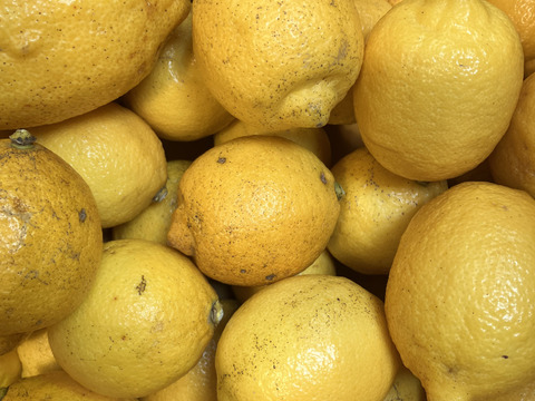 やや訳あり◆農薬不使用◆広島特別栽培レモン　2.4㎏