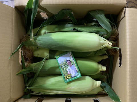 【予約販売】フルーツ以上の糖度を誇るトウモロコシ