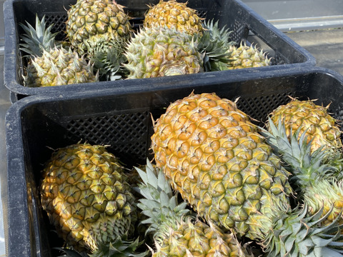 【石垣島直送】手でポコットちぎっても食べらる。濃厚ポコットパイン 3kg（3〜4玉）