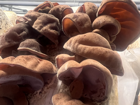 ぷりっと生きくらげ 500g