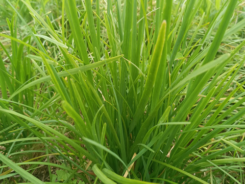 ((((；゜Д゜)))クサッ❗❗【数量限定】生ニンニク　ニラ　玉ねぎつき🧄🧅🧄✨✨くさいセット（５品目～７品目）😋🍚ばぁばのモノスゴイ野菜🍅🍆🌽