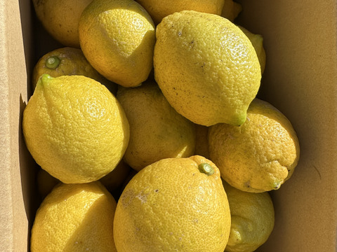 瀬戸内海・大三島の恵🍋農薬不使用レモン〈皮まで使える〉5キロ