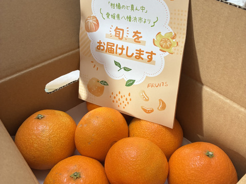 《豊作割引》【家庭用】まどんな 2kg みんなトリコになる“”プルプル“”新食感♡高級柑橘♫愛媛みかん！【冬ギフト】