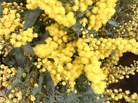 【ふわふわのミモザ10本】ふわふわのミモザ、3月20日金曜日着までの発送になります。花瓶に入れてゆっくり楽しんだ後は、ユーカリと一緒にリースにして長くお楽しみいただけます。