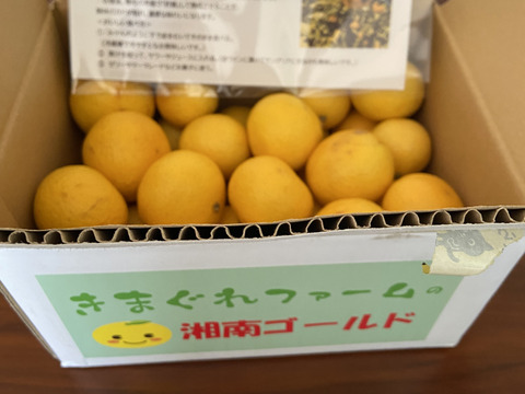 【希少フルーツ】【2025年産】【露地栽培】湘南ゴールド（家庭用）　２ｋｇ