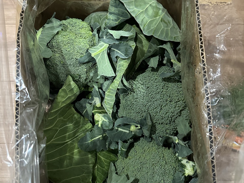 【食べチョクアワード2025入賞】
（ともちゃんセット）
ブロッコリー３つ　春キャベツ２つ