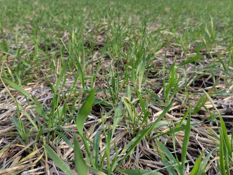 【自然栽培】風味抜群！まことうどん(細麺)250g×4袋