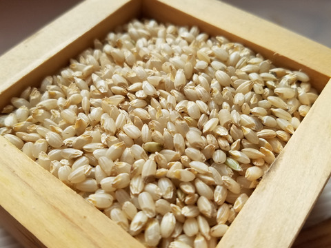 宮城県登米産　令和7年産新米　金のいぶき　2キロ