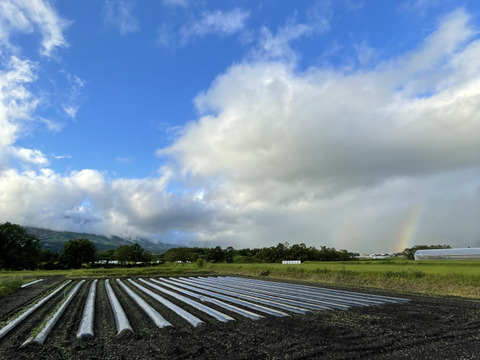 【令和6年能登半島地震支援】令和5年・南阿蘇村産 シルクスイート（農薬・化成肥料・除草剤不使用栽培）