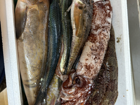 【知床羅臼直送】梅コース3kg詰 (未利用魚ボックス 低利用魚も入ります) 海鮮セット 鮮魚ボックス 海鮮ボックス