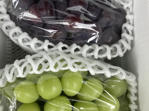 2色ぶどう食べ比べセット！　超希少新品種富士の輝、シャインマスカット
