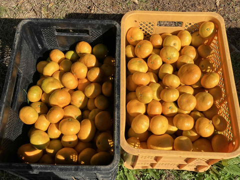 大地の恵みがたっぷり！ほどよい酸味と甘さで生命の息吹を感じる！力強く味の濃い　青島みかん10ｋｇ箱込み　（温州）　S～2Lサイズ　なくなり次第終了！となります！