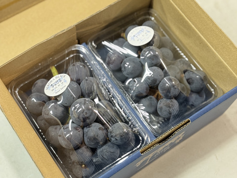 【濃厚な甘さの希少品種オーロラブラック】お試しご家庭用パック　詰め合わせパック ２パック(合計約800g)