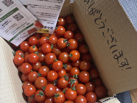 飛び散る果汁にご注意を！大人の間食に大人気の濃厚ミニトマト　1.5kg　出汁推し実　家庭用　薄皮　みにとまと　野菜