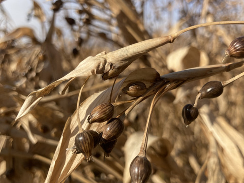 【2025年北海道産】ハトムギ　3袋セット
