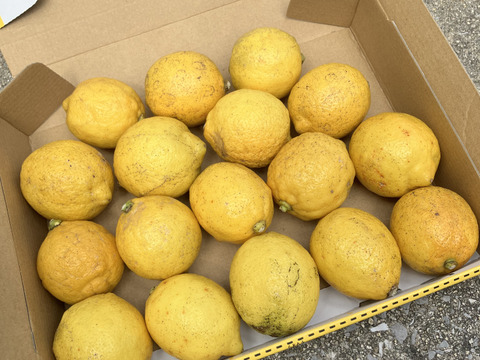 訳あり小ぶりレモン1.2㎏◆農薬不使用◆広島県産レモン　数量限定