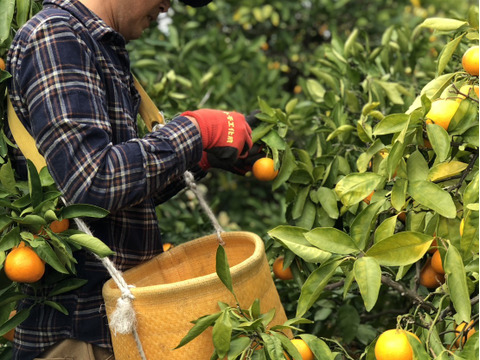 特別ご奉仕品　甘熟「宮川早生みかん」サイズ混合5Kg