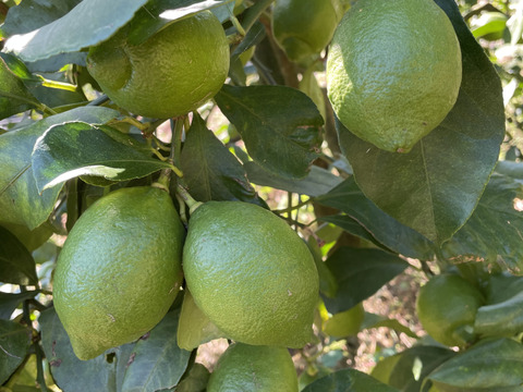 -爽やか芳醇-  グリーン『ATAMI de LEMON®』3Kg〔秀・優〕この季節だけの期間限定