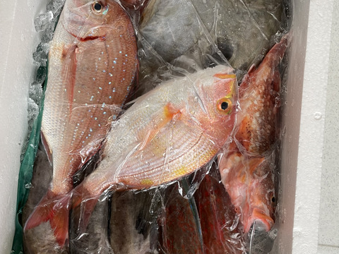 ９月スタート！【最大１ヶ月待ちになります🙇】🐟未利用魚🐟️訳ありを安くお得に！漁師の分け前セット３㎏程度