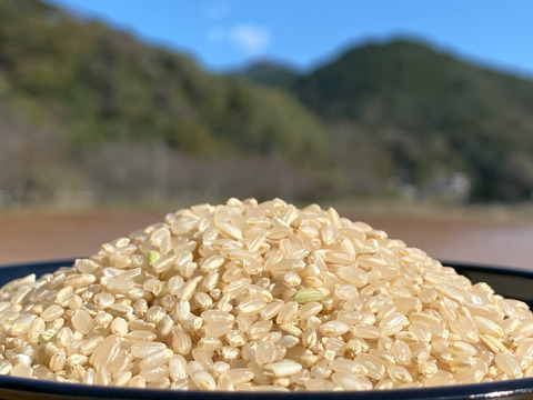 伊勢ヒカリ　もちもち玄米（農薬化成未散布栽培）