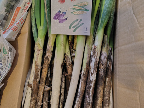 【破格のお値段！業務用向け】猛暑を乗り越えた甘みのある新鮮長ネギ（お徳用１０kg・約６０〜８０本入り）