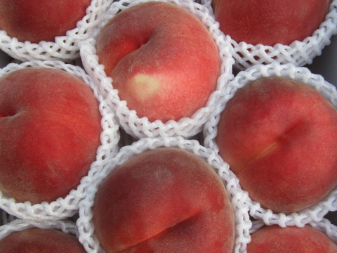 川中島白鳳【夏ギフト】お中元好適品　長野県オリジナル品種　贈答用　2.8キロコース