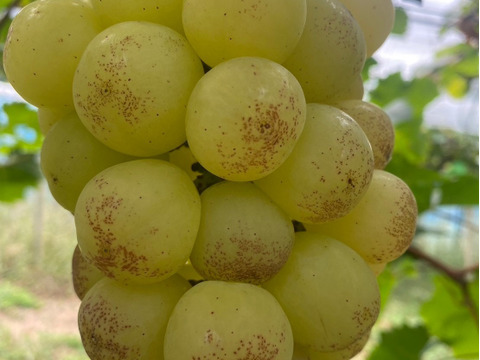岡山県産✨種なし皮ごと✨紅環🍇そのまま食べやすく加工にもしやすい🎶粒入1.5kg以上