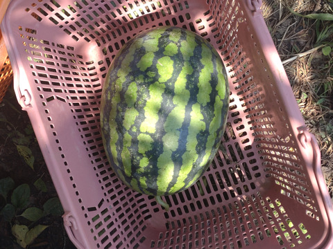 【単品🏣ゆうパック】スイカ🍉俵型☆大玉☆Ｌサイズ☆訳アリ☆農薬、除草剤、化学肥料不使用🏣ゆうパック100サイズ☆一点もの
