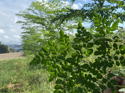 奇跡の木　最強のスーパーフード　生モリンガ　【赤穂産】