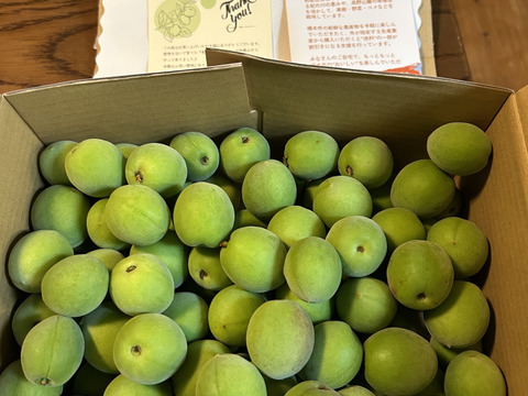 【送料500円引き】　梅酒・梅シロップに最適！　和歌山県産希少品種 古城梅（青梅） 2kg（Lサイズ以上）