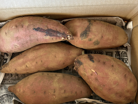 期待の新製品❣️ホクホク栗かぐや(ちょっと大きめ2Lサイズ3kg)