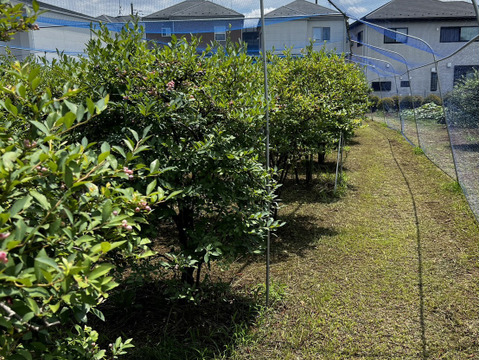 完熟新鮮》生ブルーベリー 2kg 農園直送 甘くてパクパク食べちゃう