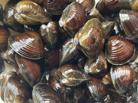 【旬の大和しじみ】お試しセット大中小各500g
