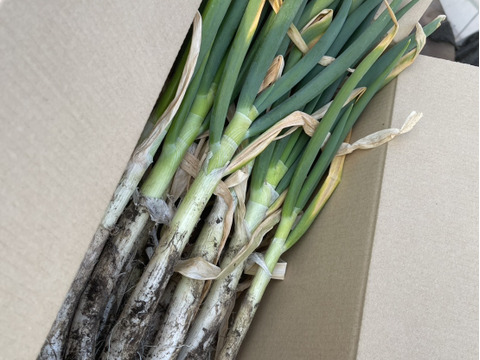 栽培期間中【農薬不使用】湘南の白ねぎ（土付き）２㎏