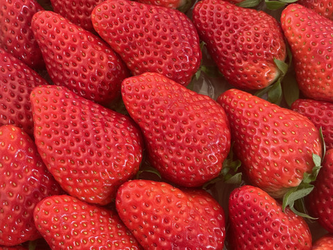 濃く甘いちご【紅ほっぺ】1000ｇ以上　◇朝どれ完熟保証◇