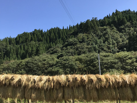 熊本在来米「穂増」　自然栽培（天日干し）玄米　10kg