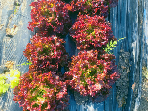 1kg【数量限定】農薬不使用のリーフレタス！今だけの柔らかいレタスが食べれる！