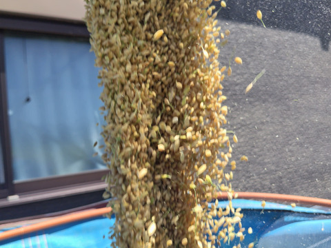 新米　玄米 20kg　キヌヒカリ 熊本県産　令和7年度産　hiroファーム