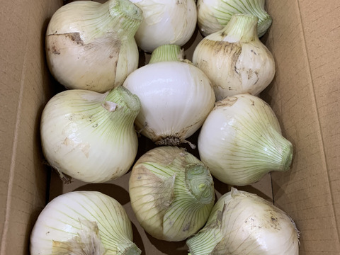 この時期だけしか食べられない♪淡路島新玉ねぎ「とろ甘・極早生種」３kg