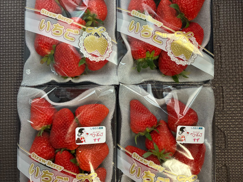 限定大特価セール！！50％OFF！！【今季初出品】甘さ満点！！【ベリーホップすず】☆黒トレー２3０ｇ×4パック入り【佐賀県産】【母の日ギフト】