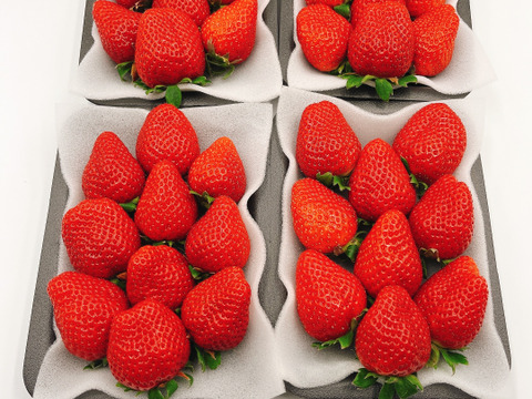 【旬割-1,000円】8P!山の斜面で十分な日光を浴びたビタミンCたっぷり苺！2kg